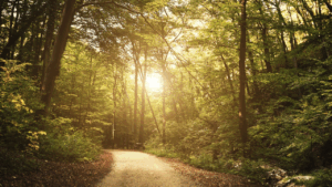 Peaceful path symbolizing narrow walk with God